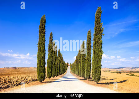 Zypressen-Zeilen und eine weiße Straße ländlichen Landschaft im Val d Orcia Land in der Nähe von Siena, Toskana, Italien, Europa. Stockfoto