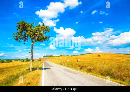 Toskana, einsame Baum und geraden Landstraße. Siena, Val d Orcia, Italien, Europa. Stockfoto