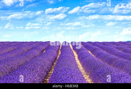 Blume, Lavendel duftenden Felder in endlosen Reihen. Plateau von Valensole, Provence, Frankreich. Stockfoto