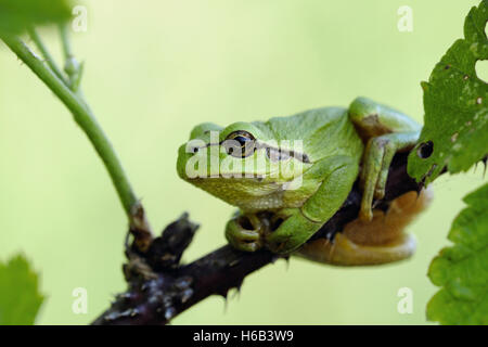 Europäischer Laubfrosch (Hyla Arborea) ruht auf Blackberry Ranke, typischen Pose, grüner Hintergrund, perfekte Tarnung. Stockfoto
