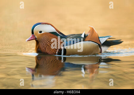 Mandarin Ente (Aix Galericulata), bunten Drake in der Zucht Kleid, schwimmen auf dem golden schimmernden Wasser, Nahaufnahme, Seitenansicht. Stockfoto