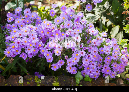 Aster X frikartii Monch Blüte im Oktober in Großbritannien Stockfoto