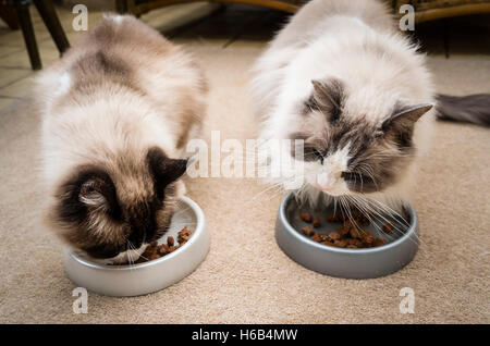 Zwei Ragdollkatzen füttern nebeneinander im Innenbereich Stockfoto