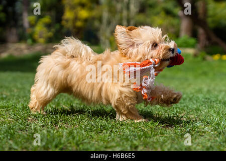 Glücklich Havaneser Welpen laufen mit ihrem Spielzeug in einem Frühlingsgarten Stockfoto