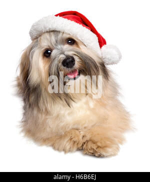 Niedlichen glücklich Weihnachten Havaneser Hund in eine Weihnachtsmütze Stockfoto