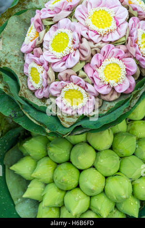 Sträuße frischer Lotus Buds Perlen mit Wasser auf dem Blumenmarkt in Bangkok, Thailand Stockfoto