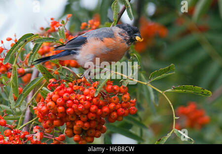 Gimpel (Pyrrhula Pyrrhula) ernähren sich von Vogelbeeren Stockfoto