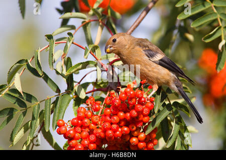 Gimpel (Pyrrhula Pyrrhula) ernähren sich von Vogelbeeren Stockfoto