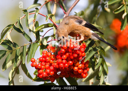 Gimpel (Pyrrhula Pyrrhula) ernähren sich von Vogelbeeren Stockfoto