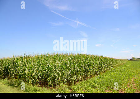 Bereich der Mais auf einem amischen Bauernhof in Lancaster County, Pennsylvania Stockfoto