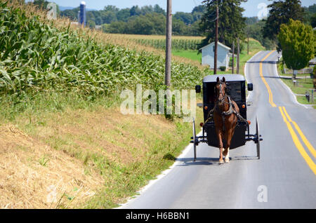 Pferdekutsche amische Buggy unterwegs in Pennsylvania vorbei Mais Ernte Feld Simon Leigh Sommer Tag blauer Himmel braunen Kastanien Hors Stockfoto