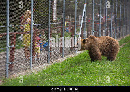 Die Bear Farm, Medveotthon Bär in der Nähe von Budapest, wo Touristen die Bären Honig auf einem Stick, Ungarn, Europa zu ernähren Stockfoto