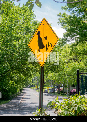 Ein gelbes Verkehrsschild warnt Autofahrer über Enten überqueren einer Straße in Wellesley, Massachusetts. Stockfoto