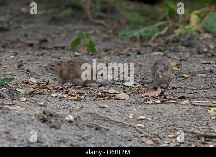 Brown-Ratten - Rattus Norvegicus. Stockfoto