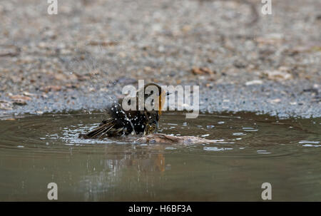 Robin-Erithacus Rubecula badet in Pfütze. Vereinigtes Königreich. Stockfoto