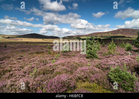 Heather auf den Braes Abernethy in Schottland. Stockfoto