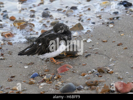 Steinwälzer (Arenaria Interpres) ruht nach der Fütterung am Rande der Flut Stockfoto