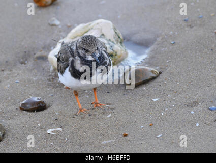 Ein Steinwälzer (Arenaria Interpres) Fütterung am Rande einer Flut. Stockfoto