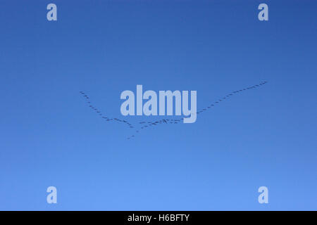 Knäuel Winter Besucher Gänse V im Flug gegen blauen Himmel gesehen von Spurn Point, East Yorkshire, England. Hellen Wintertag. Stockfoto