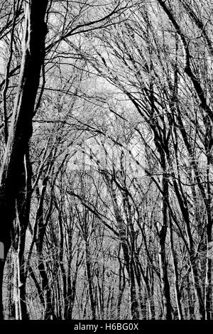 Silhouetten der Bäume nach dem Wintersturm. Schwarz / weiß Fotografie. Stockfoto