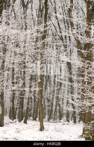 Die Ruhe nach einem Wintersturm. Frischer Schnee auf den Bäumen im Wald Stockfoto