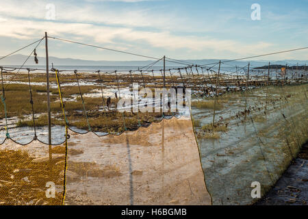 Aal-fallen auf St. Laurent River in Kamouraska, Quebec, Kanada Stockfoto