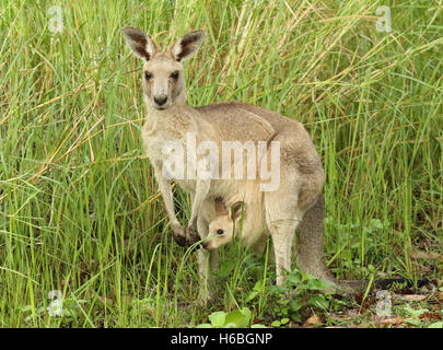Ein Känguru Mutter mit ihrem Baby Joey in ihrem Beutel anhalten. Stockfoto