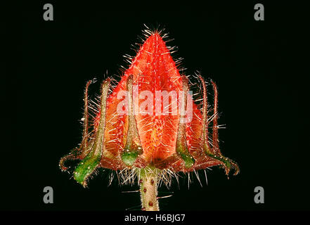 Familie: malvaceae, Hibiskus sp. - Kelch und epicalyx. eine kletternde Hibiscus mit Stacheln auf dem Schaft. Stockfoto