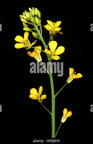 Brassica Juncea, Senf. Familie: Cruciferae, dies ist die gemeinsame Vielfalt der Senf in Zentralindien angebaut. Das Öl zu extrahieren Stockfoto