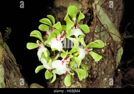 Eine epiphytischen Orchidee wachsen auf großen Bäumen in den Western Ghats gefunden Stockfoto