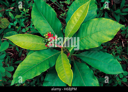 Rauwolfia Serpentina. Familie: Apocyanaceae. Eine kleine Undershrub in den Wäldern der Western Ghats in Indien gefunden. Sehr selten Stockfoto