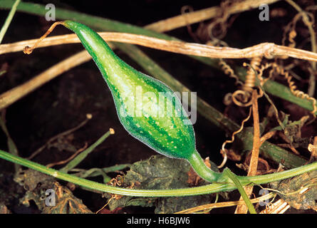 Trichosanthes cucumerina. Familie: cucurbitaceae. Ein kleines Kletterpflanze eng mit dem Gemeinsamen Flaschenkürbis. Stockfoto