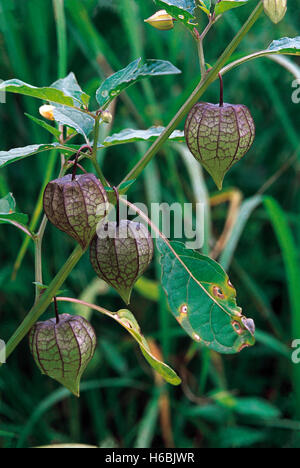 Physalis Minima. Familie: Solanaceae. Ein wilder Verwandter von der Kap-Stachelbeere. Es sieht sehr ähnlich, aber die Früchte sind nicht essbar Stockfoto