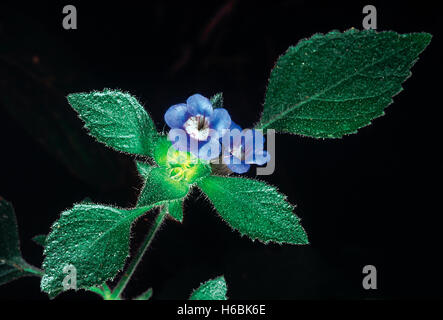 Hemigraphis Latebrosa. Familie: Acanthaceae. Ein kleines Kraut mit Drüsenhaaren in der Nähe der Blütenstände. Es gibt ihm einen seltsamen Geruch aus Stockfoto