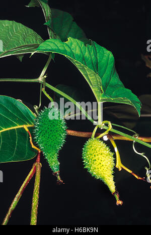 Momordica Dioica. Familie: Cucurbitaceae. Eine der weithin bekannten wildes Gemüse von Indien Stockfoto