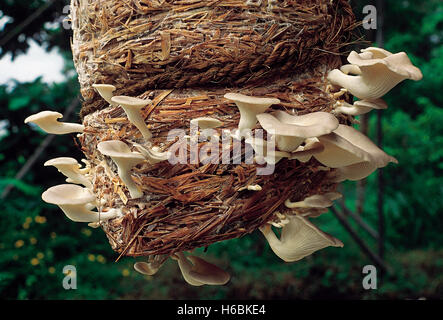 Pleurotus sp. Oyster mushroom. Klasse: homobasidiomycetes. Serie: hymenomycetes. Bestellung: agaricales. Eine Gruppe von Austernpilzen Stockfoto