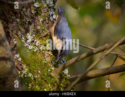 Kleiber Sitta Europaea, Suche Alarm, während der Nahrungssuche auf Moos bedeckt Baumstamm, Leighton Moss, Lancashire, England, UK Stockfoto