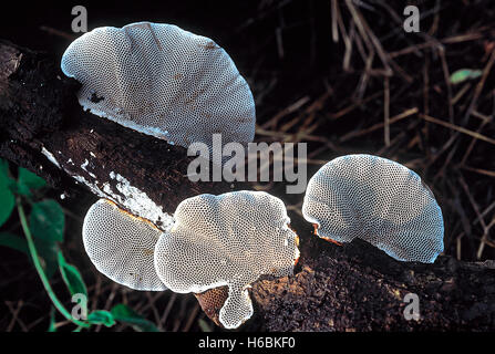 Hexagonia SP. Klasse: Homobasidiomycetes. Serie: Hymenomycetes. Bestellung: Aphyllophorales. Ein holziger Halterung Pilz Stockfoto