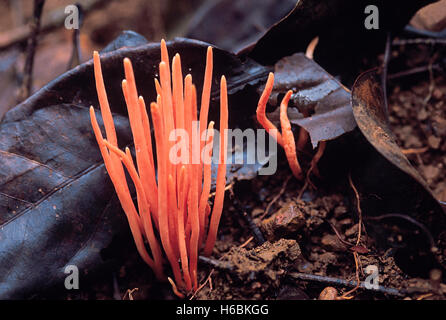 Orange-Nudel-Pilz. Klasse: Homobasidiomycetes. Serie: Hymenomycetes. Bestellung: Aphyllophorales, ist dieser Pilz ca. 3 cm Stockfoto