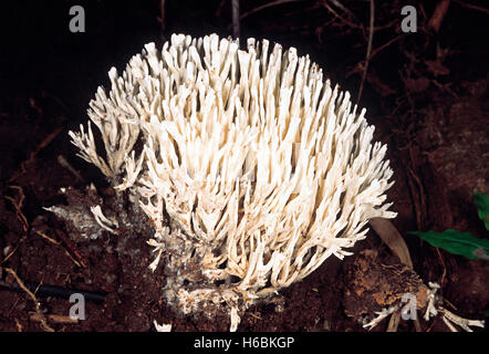 Coral Pilz (weißen) Klasse: homobasidiomycetes. Serie: hymenomycetes. Bestellung: aphyllophorales. Stockfoto