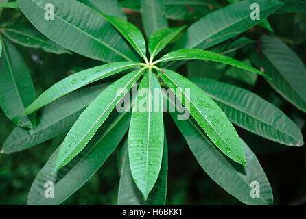 Alstonia Scholaris. Familie: Apocyanaceae. Baum des Teufels. Ein eleganter immergrüner Baum mit quirlige Laub und Zweige. Accordi Stockfoto