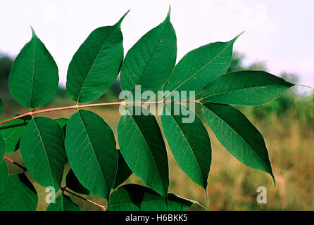 Blätter. Wrightia Arborea. Familie: Apocyanaceae. Ein kleiner Baum mit Milchsaft. Stockfoto