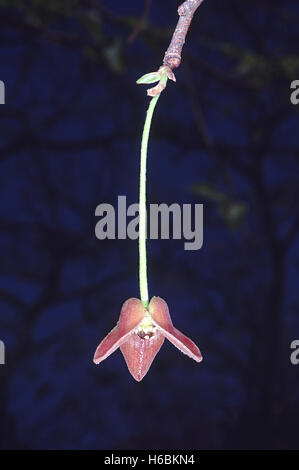 Nahaufnahme einer Blume. Miliusa Tomentosa. Familie: Annonaceae. Ein großer Laubbaum mit aromatischen Blättern und starkes Holz. Stockfoto