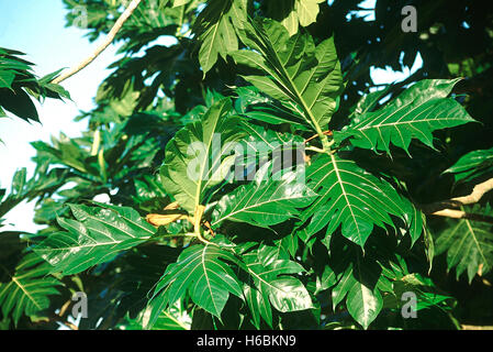 Blätter. Artocarpus Incisa. Brot-Obstbaum. Familie: Moraceae. Ein mittelgroßer Baum, häufig in der Nähe der Küste angebaut. Stockfoto