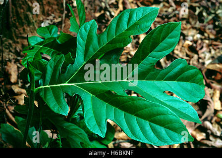 Blatt. Artocarpus SP. Familie: Moraceae. Eine Art von wild Jack-Obstbaum. Die Blätter von den Setzlingen sind groß. Die Frucht ähnelt Stockfoto