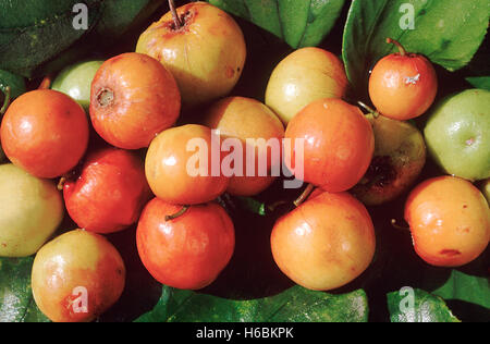 Obst. Zizyphus Mauritiana. Indische Jujube. Familie: Rhamnaceae. Ein kleiner dornigen Baum mit essbaren Früchten. Die Zweige werden für verwendet. Stockfoto