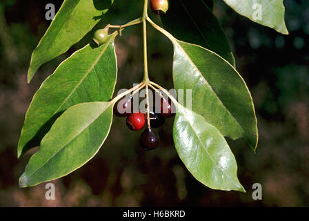 Früchte. Santalum Album. Sandelholzbaum. Familie: Santalaceae. Bekannt für seine wertvolle duftenden Kernholz, das in mir verwendet wird Stockfoto