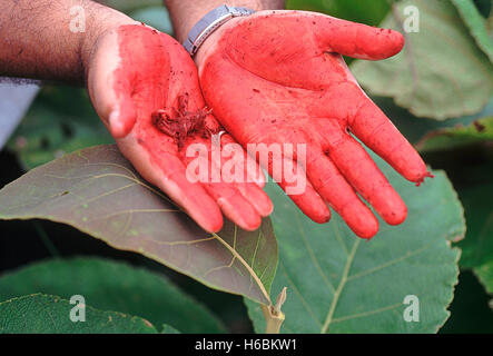 Zerkleinerte junge Blätter färben Hand rot. tectona grandis. teak Baum. Familie: verbenaceae. Bekannt für seine wertvollen Holz Stockfoto