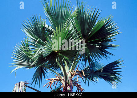 Cron mit Blättern. Borassus Flabellifer. Palmyra-Palme. Familie: Palmsonntag. Ein hoch, langsam wachsend, langlebig, Ventilator-Blatt Palm. Die palästinensische Autonomiebehörde Stockfoto