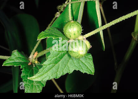 Nahaufnahme der rohen Frucht. Familie: cucurbitaceae. Eine krautige Kletterpflanze. Die Früchte sind essbar und Schmecken schwach wie Gurken Stockfoto